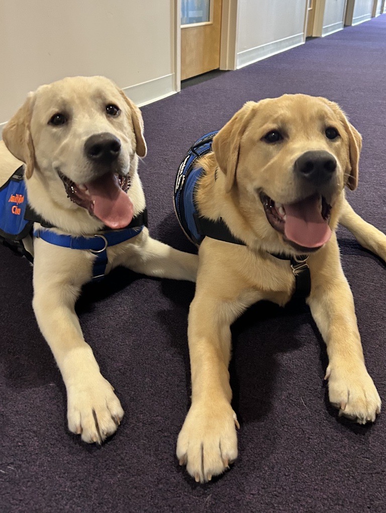 Two English Labrador dogs, named Mac and Cheese