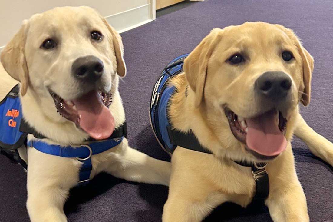 Photo of two golden lab dogs, laying on the floor.